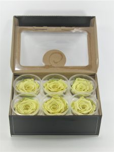 XL- XL CREAM 5,5x6cm XL- XL CREAM 5