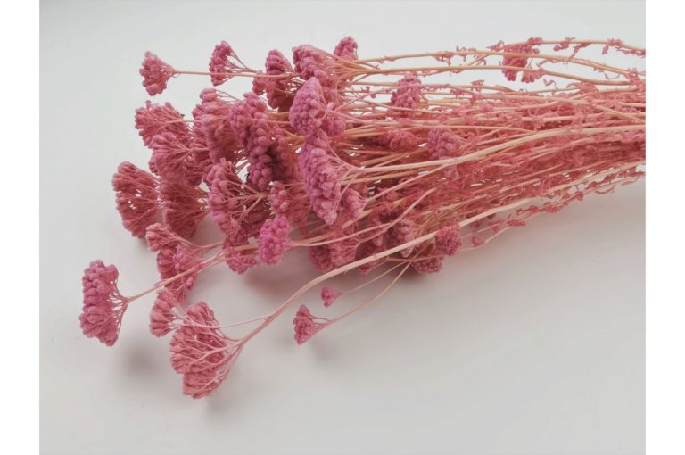 STABILIZOVANÁ ACHILLEA SYLVESTRE PINK 50-60 CM