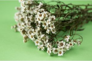 SUŠENÁ IXODIA WHITE 20-30 CM