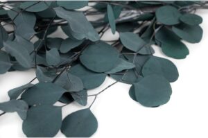 STABILIZOVANÝ EUCALYPTUS POPULUS EMERALD GREEN 50-70 CM