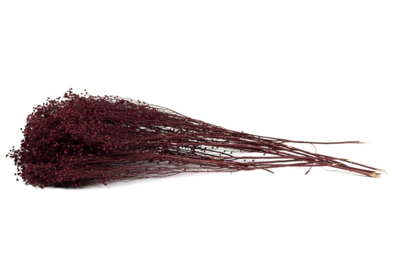 SUŠENÁ BROOM BLOOM RED/BORDEAUX 40-50 CM