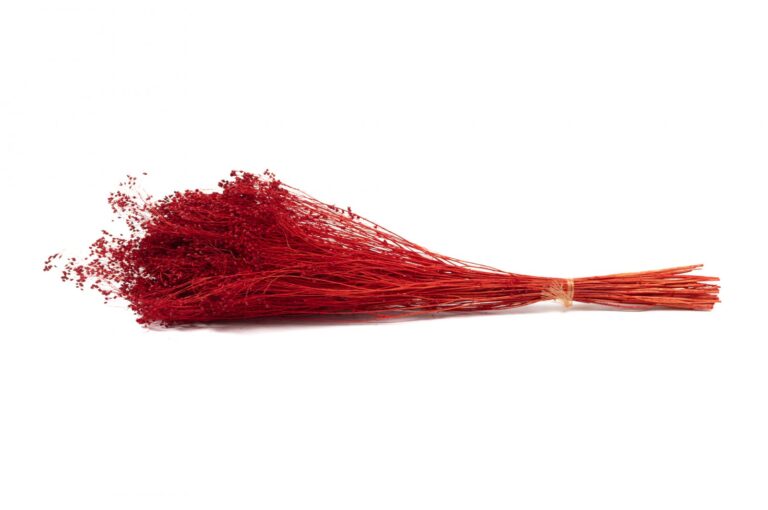 SUŠENÁ BROOM BLOOM RED 40-50 CM