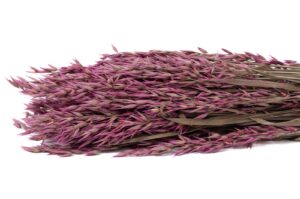 SUŠENÝ OAT PINK 50-70 CM