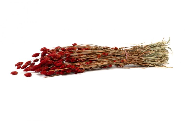 SUŠENÝ PHALARIS RED 60-70 CM