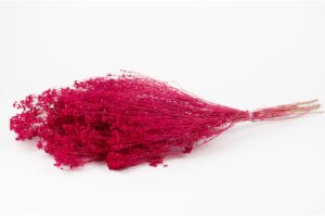 SUŠENÁ BROOM BLOOM MAGENTA 30-40 CM