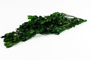 STABILIZOVANÝ BUXUS GREEN 30-45 CM