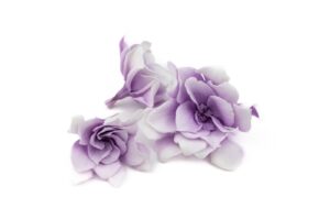 STABILIZOVANÁ GARDENIA WHITE-PURPLE 5-7 CM