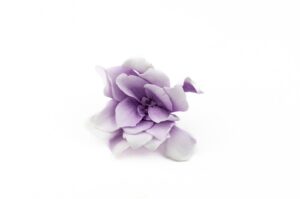 STABILIZOVANÁ GARDENIA WHITE-PURPLE 5-7 CM