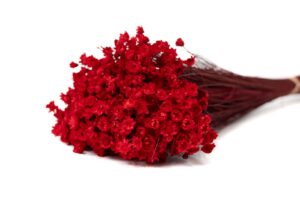 SUŠENÁ GLIXIA  RED 30-40 CM