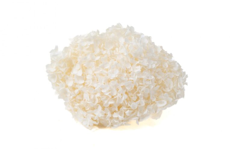 STABILIZOVANÁ HORTENZIA ANNA WHITE/CREAM 15-25/30 CM