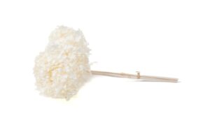 STABILIZOVANÁ HORTENZIA ANNA WHITE/CREAM 15-25/30 CM
