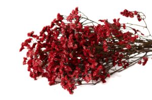 STABILIZOVANÉ LIMONIUM  RED 50-60 CM