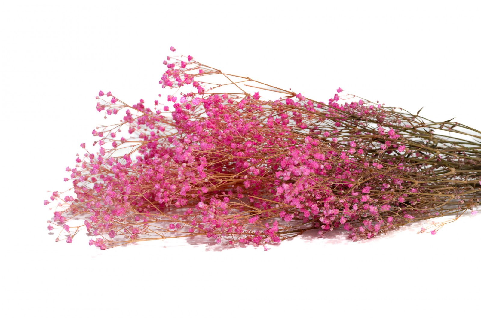 STABILIZOVANÉ GYPSOPHILA PANICULATA FUKSIA 60-70 CM