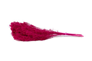 SUŠENÁ BROOM BLOOM FUCHSIA 30-40 CM