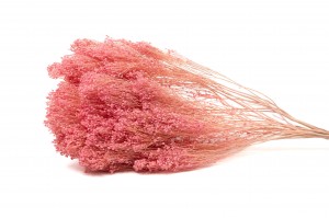 SUŠENÁ BROOM BLOOM PINK 30-40 CM