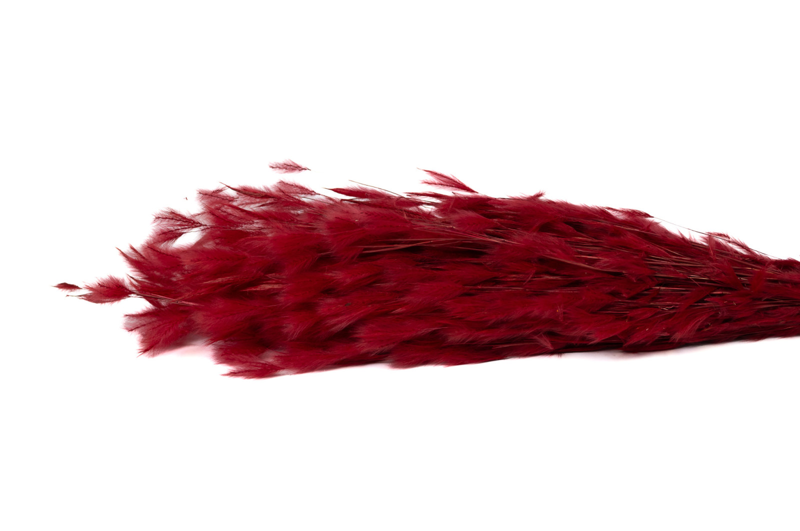 SUŠENÁ PLUMEAU BURGUNDY RED 50-60 CM