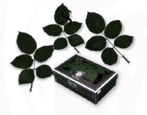 STABILIZOVANÉ LISTY RUŽE