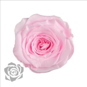 STABILIZOVANÁ RUŽA BRIDAL PINK 2