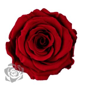 STABILIZOVANÁ RUŽA BORDEAUX 2