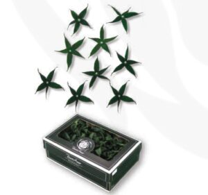 STABILIZOVANÝ SEPAL - KALIŠNÝ LÍSTOK