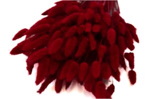 SUŠENÝ LAGURUS RED 60-70 CM