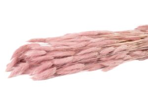 SUŠENÝ LAGURUS OLD PINK 60-70 CM