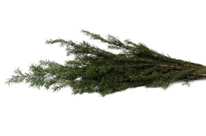 STABILIZOVANÝ TEA TREE GREEN 60-80 CM