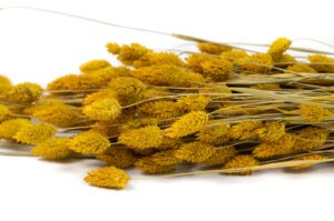 SUŠENÝ PHALARIS YELLOW 60-70 CM