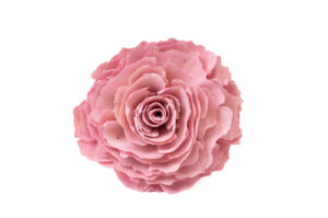 SOLA CABBAGE ROSA PINK 12 CM