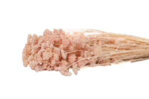 STABILIZOVANÁ ACHILLEA PINK PEACH 70-80 CM