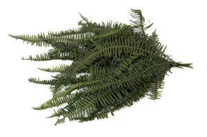 STABILIZOVANÝ DOUBLE FERN GREEN 10-20 CM