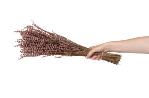 STABILIZOVANÁ LAVANDA PINK 40-60 CM