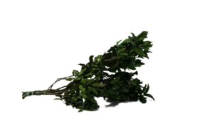 STABILIZOVANÉ PITTOSPORUM TENUIFOLIUM GREEN 30-40 CM